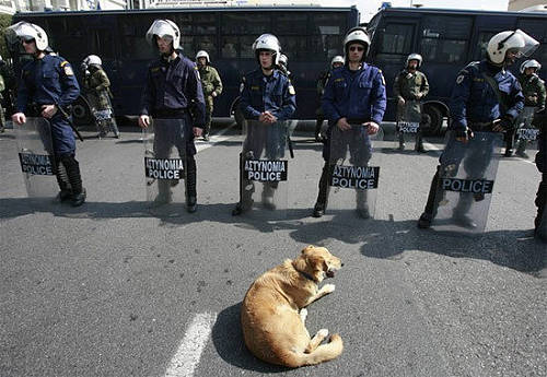 希臘暴動犬 Riot-dog-8.jpg