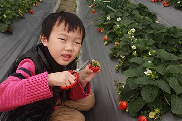 2月。採草莓