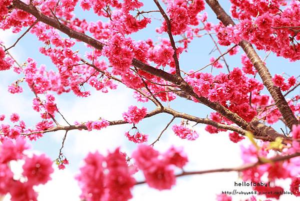 2月。山櫻花