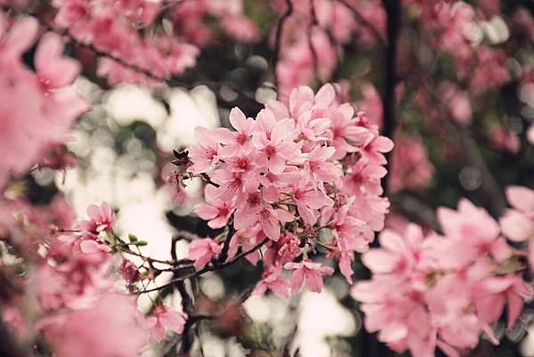 3月。埔心牧場