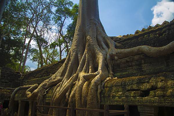 Ta Prohm (17).JPG