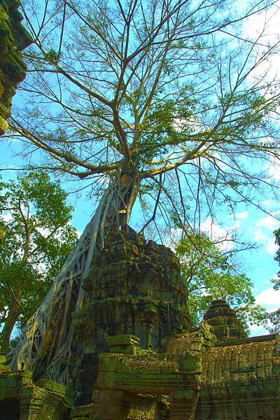 Ta Prohm (16).JPG