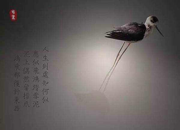 雪泥鴻爪.png 雪泥鴻爪.png
