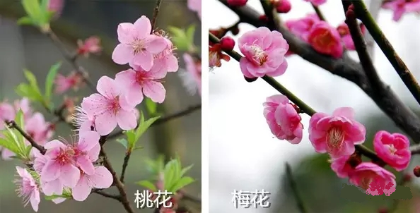 桃花與梅花.png