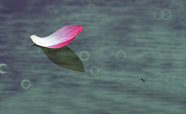 花瓣.png 花瓣.png