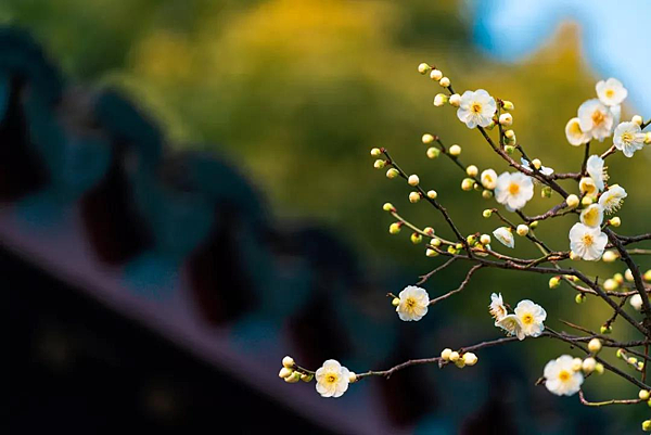 梅花.png 梅花.png