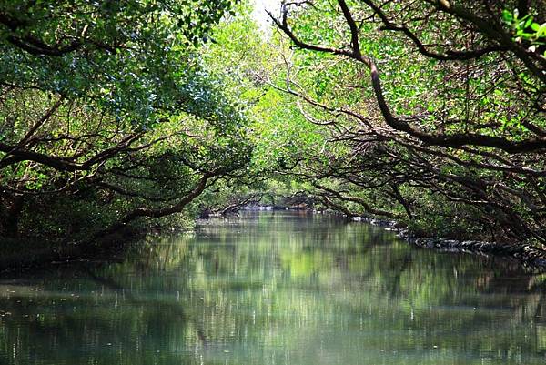 台南四草紅樹林綠色隧道.jpg