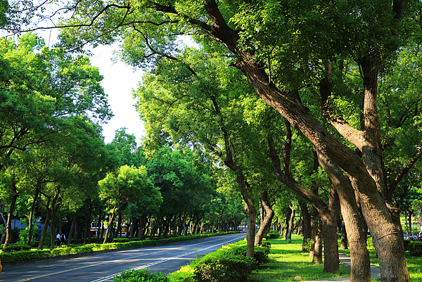 行道樹(台北敦化北路).png