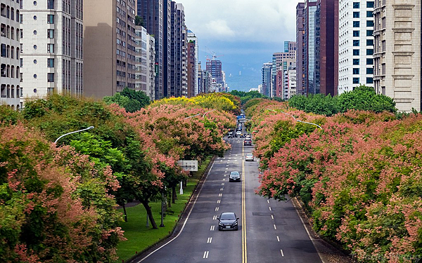 台灣欒樹(台北敦化南路).png