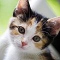 young-calico-cat.jpg