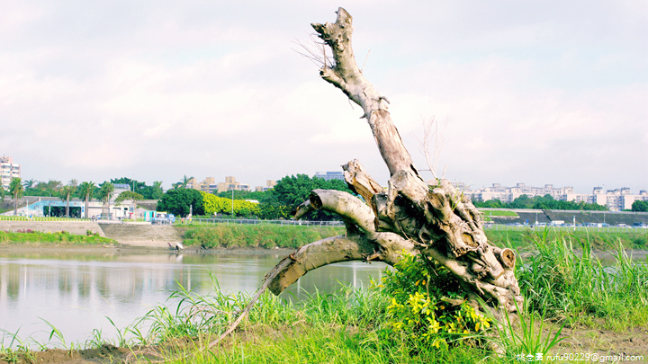 永和：世界豆漿大王．綠寶石運動河濱公園17