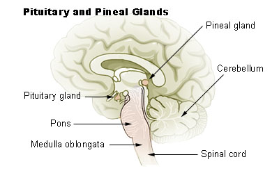 Illu_pituitary_pineal_glands