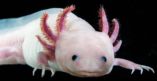 IMP-axolotl2-1024x530-800x414.jpg