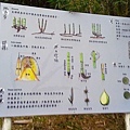 林業試驗所六龜研究中心竹類型態影像彩繪不鏽鋼板解說牌