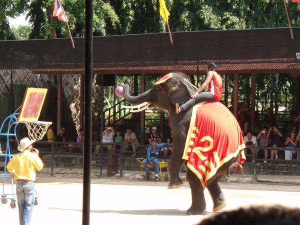 4-東芭樂園大象表演