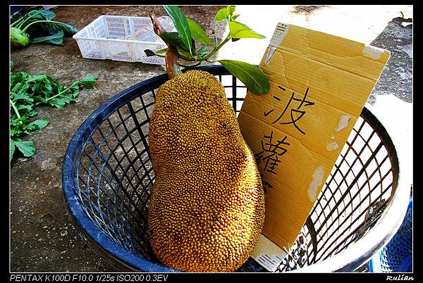 IMGP7047_好大一顆的菠蘿蜜