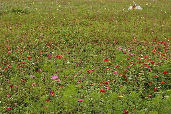 IMGP8785_梅花湖畔的花海