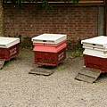 IMGP9204_蜜蜂養殖盒