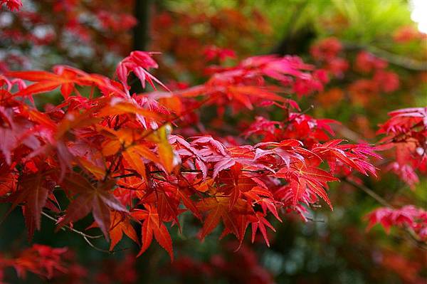 IMGP9558_阿里山的楓紅