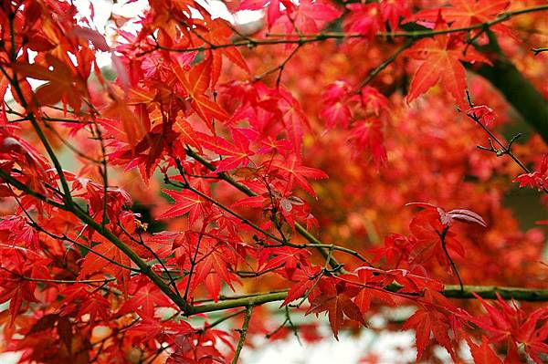 IMGP9561_阿里山的楓紅