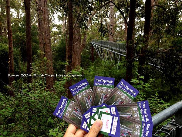 Tree top walk 