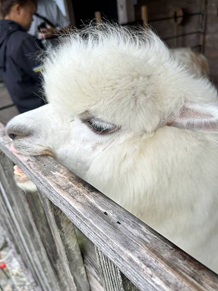 【親子旅遊】綠舞國際觀光飯店-豐富的DIY行程