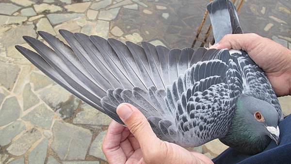 懶人養法 擎天鴿舍 陸海空競技部落格 痞客邦