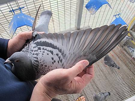 IMG_0020 IMG_0020