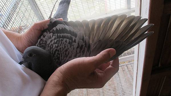 IMG_0058 IMG_0058