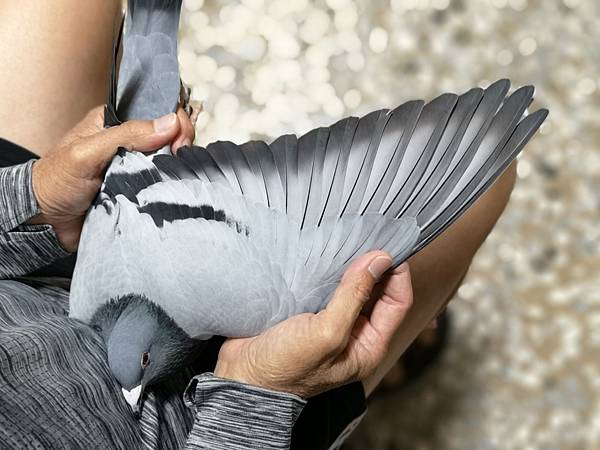 望子成龍鳳 望子成龍鳳