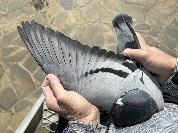 天落鳥直孫