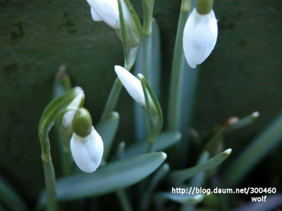 Galanthus nivalis(Amaryllidaceae)