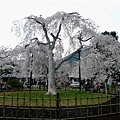 白木櫻花