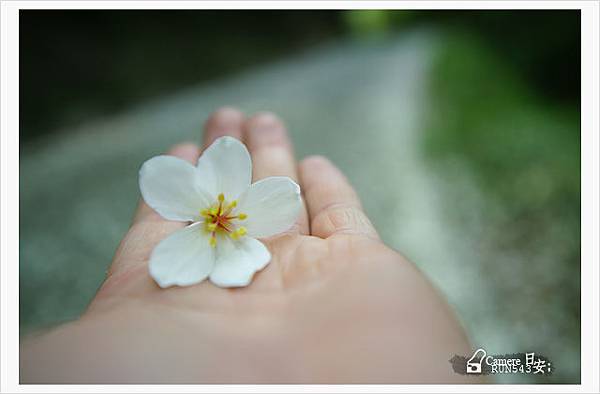 油桐花