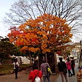 札幌楓葉