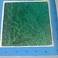 澎湖珊瑚