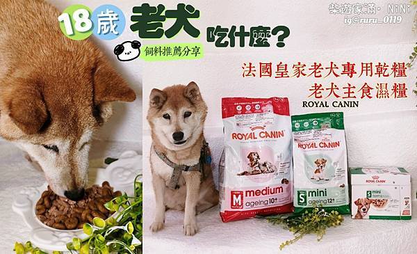 毛孩愛吃開箱 老犬飼料推薦 法國皇家ROYAL CANI 毛孩愛吃開箱 老犬飼料推薦 法國皇家ROYAL CANI