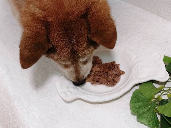 毛孩愛吃開箱 老犬飼料推薦 法國皇家ROYAL CANI 毛孩愛吃開箱 老犬飼料推薦 法國皇家ROYAL CANI