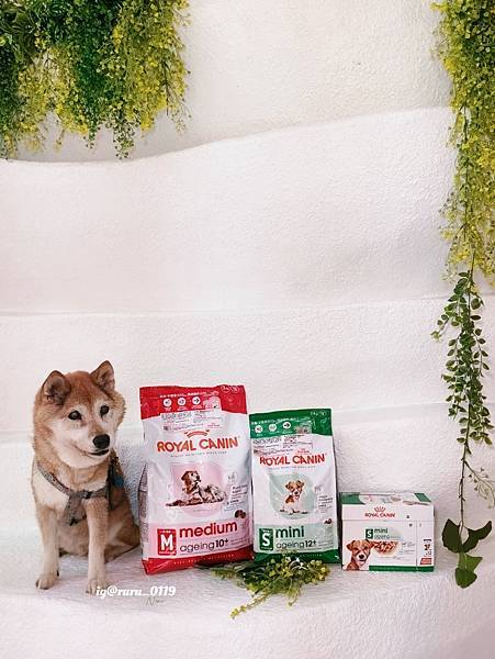 毛孩愛吃開箱 老犬飼料推薦 法國皇家ROYAL CANI 毛孩愛吃開箱 老犬飼料推薦 法國皇家ROYAL CANI