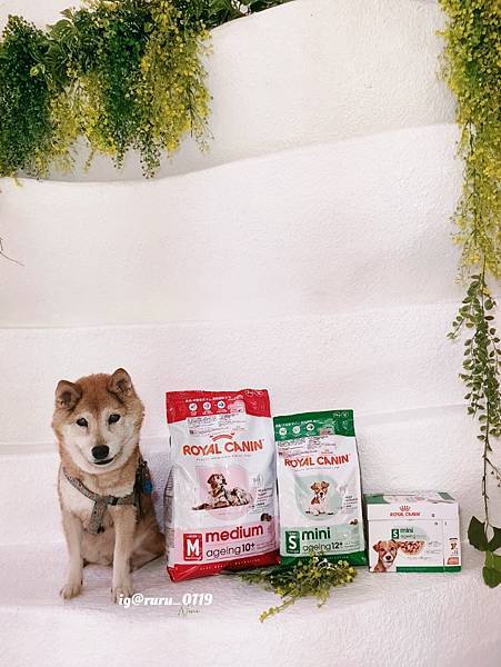 毛孩愛吃開箱 老犬飼料推薦 法國皇家ROYAL CANI 毛孩愛吃開箱 老犬飼料推薦 法國皇家ROYAL CANI