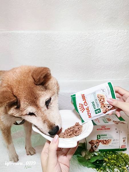 毛孩愛吃開箱 老犬飼料推薦 法國皇家ROYAL CANI 毛孩愛吃開箱 老犬飼料推薦 法國皇家ROYAL CANI