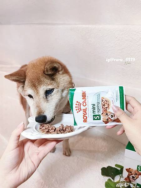 毛孩愛吃開箱 老犬飼料推薦 法國皇家ROYAL CANI 毛孩愛吃開箱 老犬飼料推薦 法國皇家ROYAL CANI