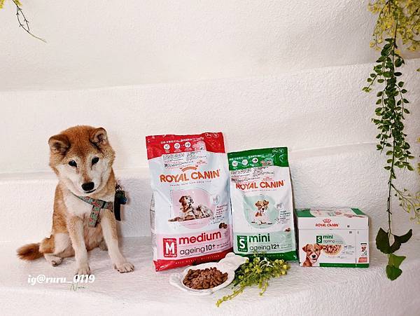 毛孩愛吃開箱 老犬飼料推薦 法國皇家ROYAL CANI 毛孩愛吃開箱 老犬飼料推薦 法國皇家ROYAL CANI