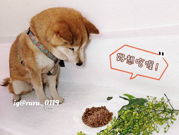 毛孩愛吃開箱 老犬飼料推薦 法國皇家ROYAL CANI 毛孩愛吃開箱 老犬飼料推薦 法國皇家ROYAL CANI