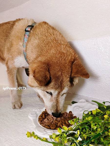 毛孩愛吃開箱 老犬飼料推薦 法國皇家ROYAL CANI 毛孩愛吃開箱 老犬飼料推薦 法國皇家ROYAL CANI