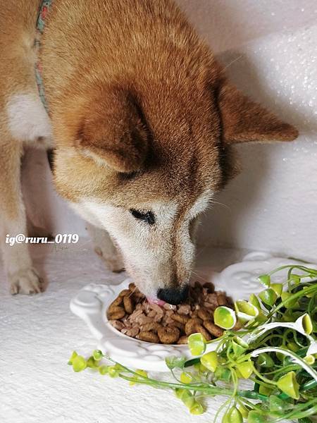 毛孩愛吃開箱 老犬飼料推薦 法國皇家ROYAL CANI 毛孩愛吃開箱 老犬飼料推薦 法國皇家ROYAL CANI