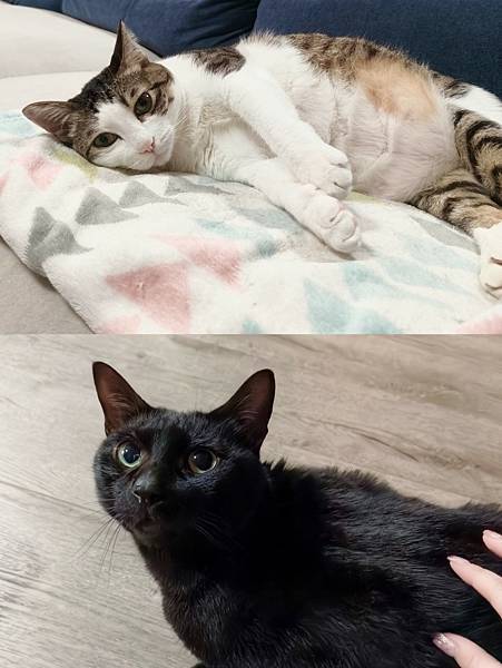 愛美 桃園飄眉推薦 蒔黛美學 機器飄霧眉 野生眉自然毛流