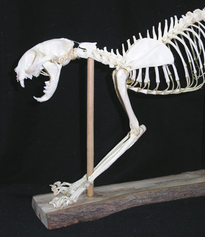 動物骨骼標本頭部觀（出示台中板卡 7 折）