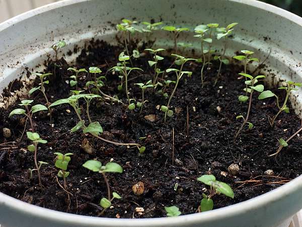 薄荷種植日記 Just Ruth 痞客邦