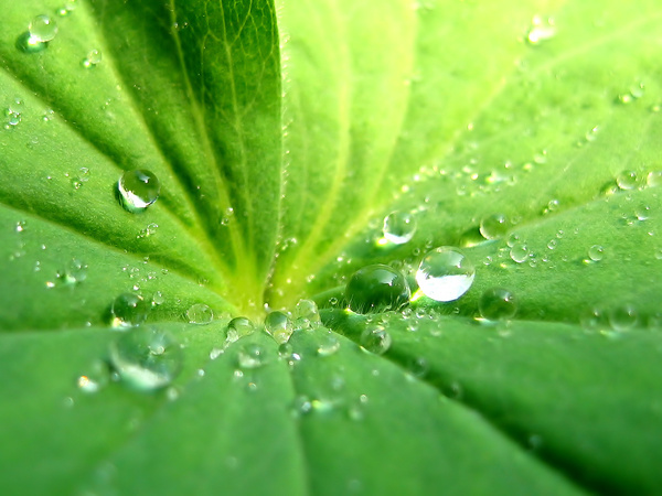 Drops_On_Leaf_1600[1].jpg